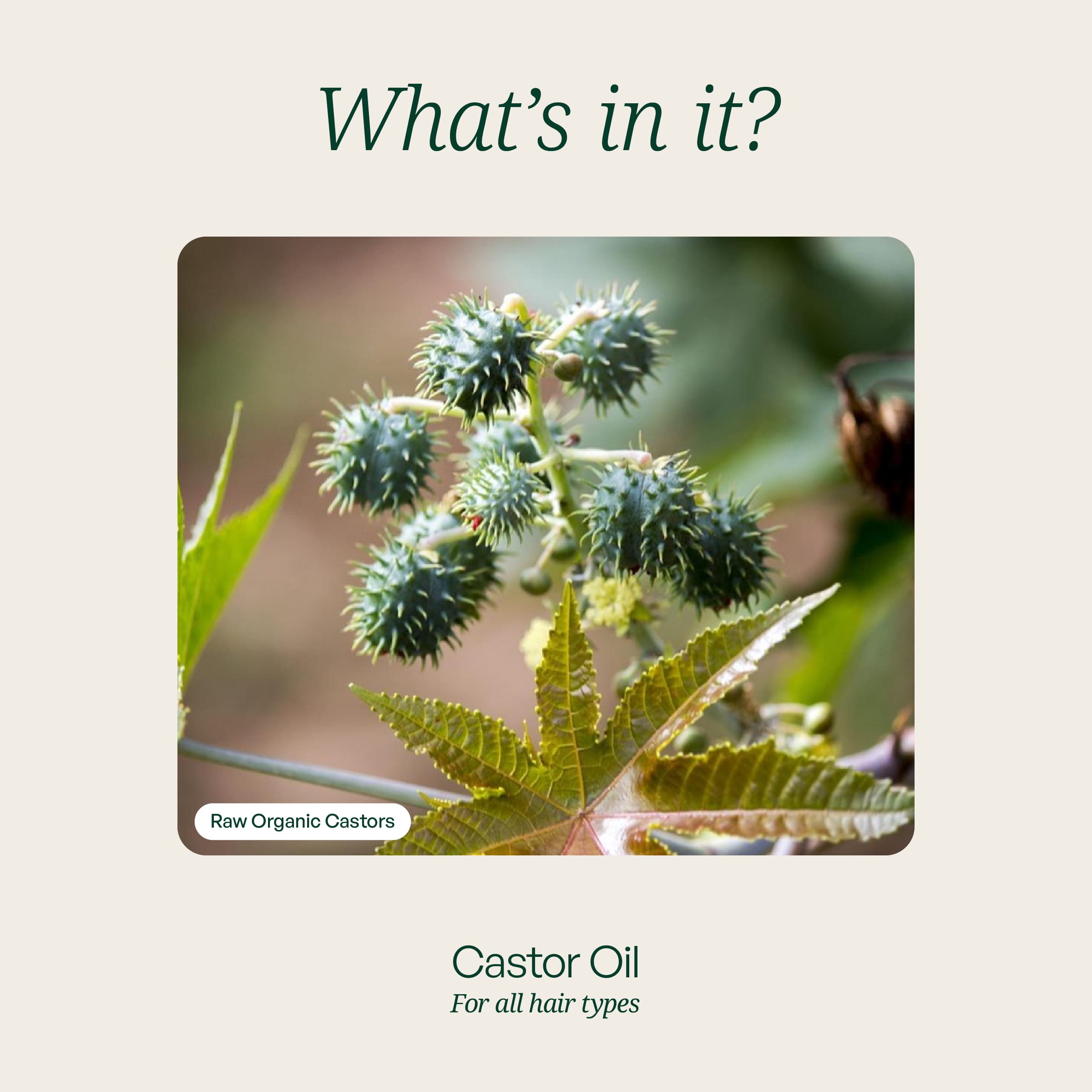 Castor Luxe Therapy Oil